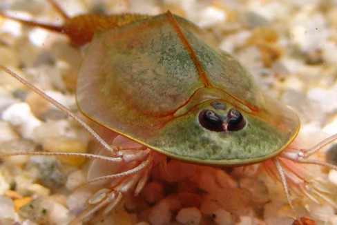 triops