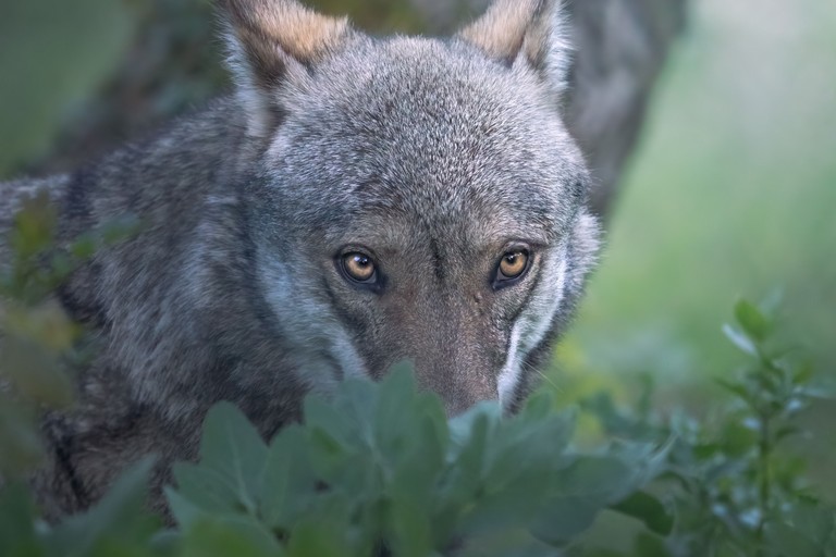 Lupo