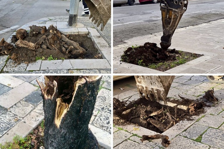 Riqualificazionbe verde urbano