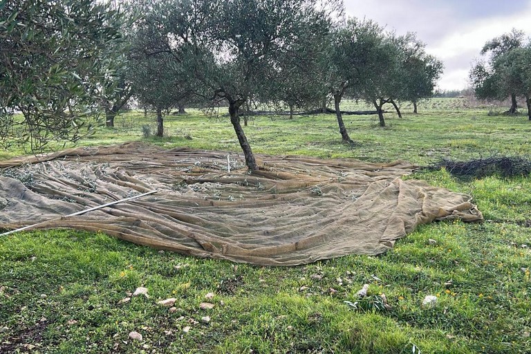 Il furto di olive sventato a Ruvo di Puglia