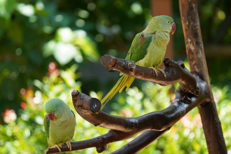 Pappagalli verdi in Puglia