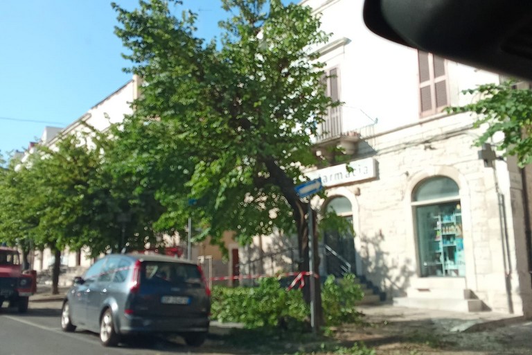Albero spezzato in corso Carafa a Ruvo